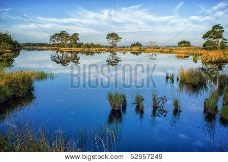 Reflections On A Calm Swamp Lake