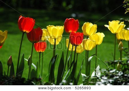 Tulipaner i solen