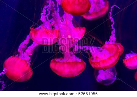 Beautiful Jellyfish Moving Slowly In Aquarium In Dubai