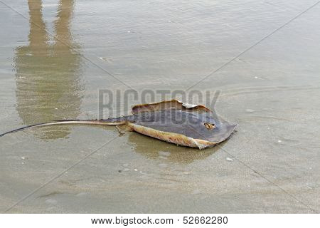 Small Ray Dead