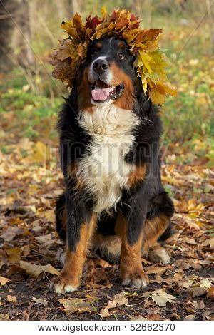 Dog In Yellow Leaves Crown