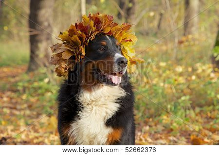 Dog In Yellow Leaves Crown