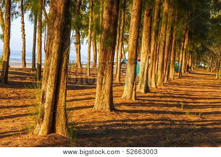 Sunshing Transmit  Pine