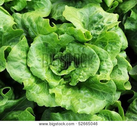 lettuce plant in field
