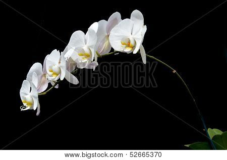 Moon's Orchid (phalaenopsis Amabilis)