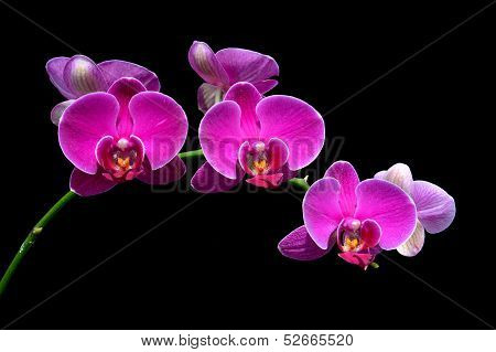 Moon's Orchid (phalaenopsis Amabilis)