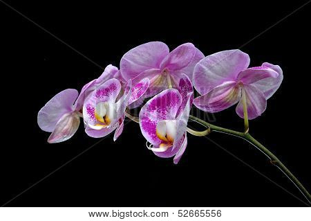 Moon's Orchid (phalaenopsis Amabilis)