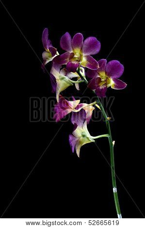 Dendrobium Orchid