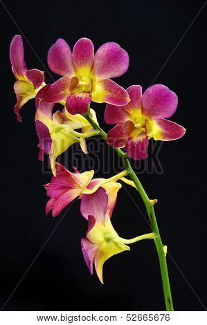 Dendrobium Orchid