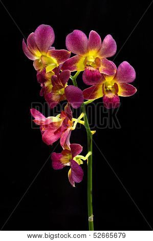 Dendrobium Orchid