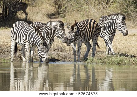 Plains Zebra Drinking Water, South Africa