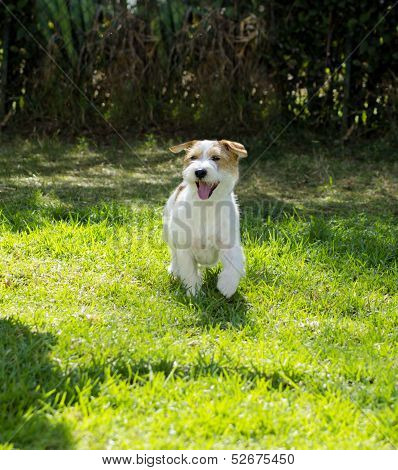Jack Russell Terrier