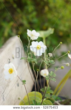 Crocus Flowers