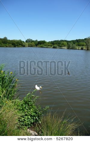Hainault Waldsee