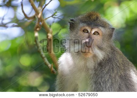 Long-tailed Macaque Monkey