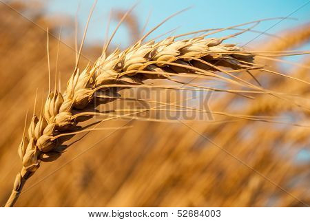Detail Of One Grain Ear
