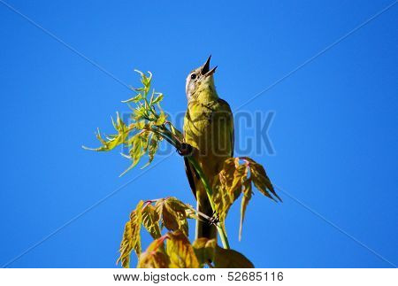 ZHeltaya wagtail