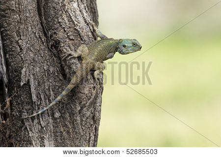 Blue Headed Tree Agama, Tanzania