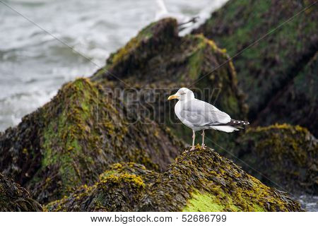 Seagulls On The Pier
