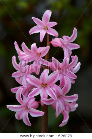 Pink Hyacinth