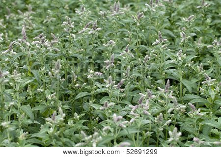 close up of resh mint in garden
