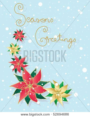 Pointsettia
