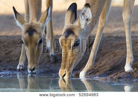 Impala Drinking Water (aepyceros Melampus) Botswana