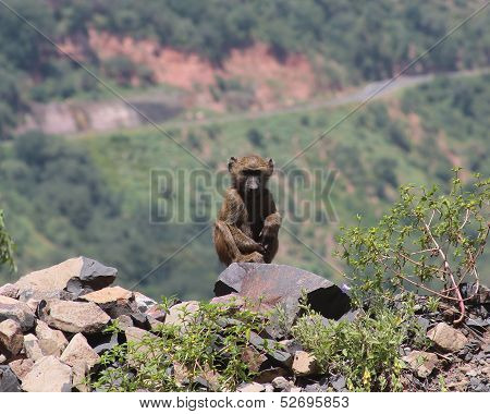 Baby Baboon