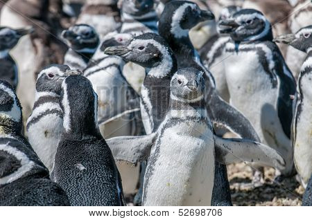Magellanic Penguins