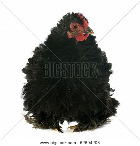 Pekin Chicken