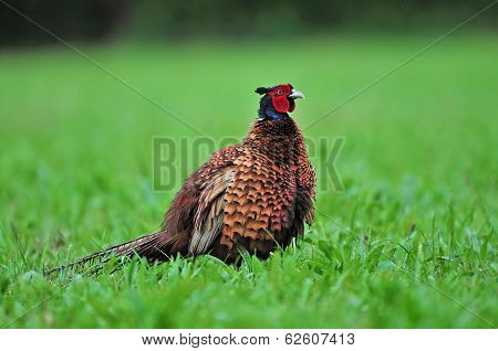 Pheasant