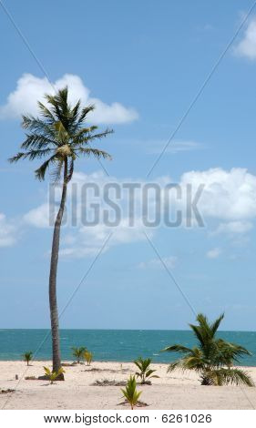 Palme tropicali