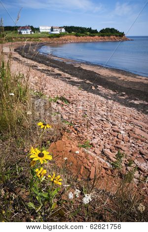 Wildflowers and red rocks on Prince Edward Island coast near village of North Rustico in Green Gables Shore, PEI, Canada.