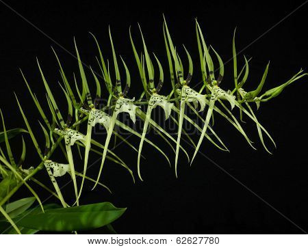 Brassia Orchid