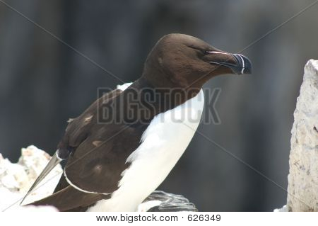 Razorbill 