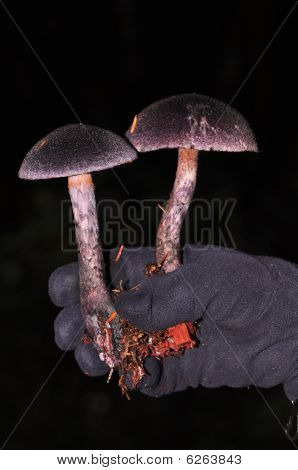 Lilla Violaceus Slørhat champignon.