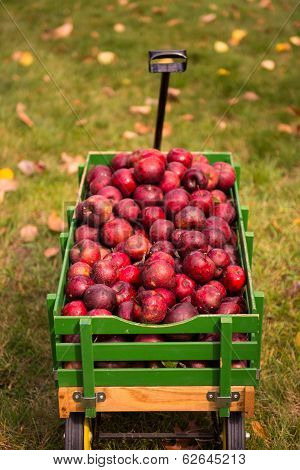 Apple Cart