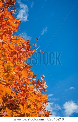 Autumn Tree