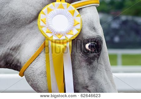 Horse-winner in sports trials.