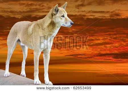 Dingo In The Sunset