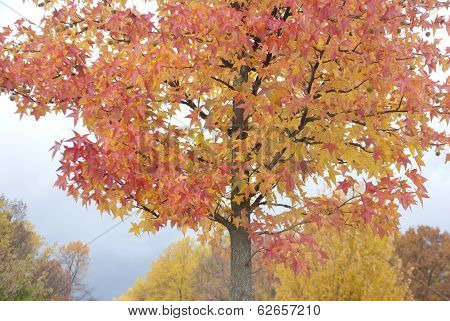Foggy Fall Scene