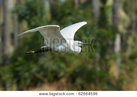A White Morph Western Reef Heron Flying Past Palms