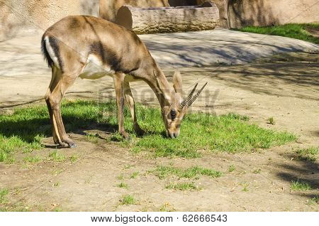 Bontebok