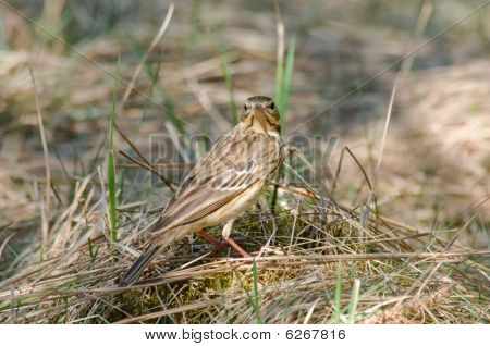 Pipit ทรี