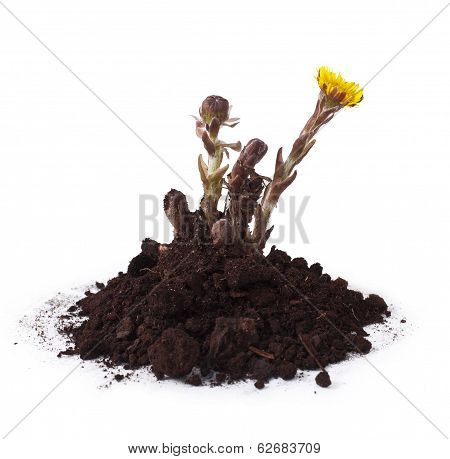 Coltsfoot