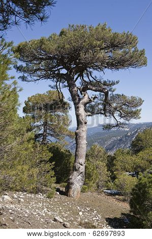 Pinus halepensis or carrasque