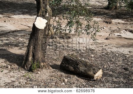 Trunk of olive tree cut in the ground