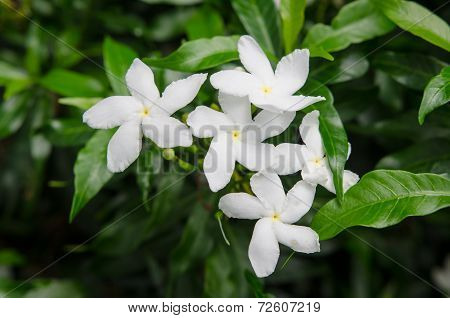 Close up little white flowers in the garden