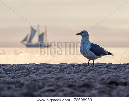 Seagull And Windjammer