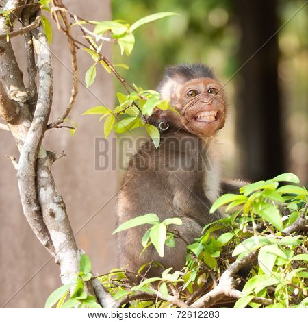 Smiling monkey